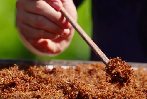 Muối Kiến Vàng Tây Nguyên